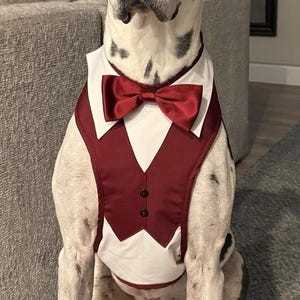 Może przedstawiać: Dog niemiecki w formalnej bordowej kamizelce z pasującą muszką. Pies ma biało-czarne cętkowane umaszczenie i siedzi na szarej macie. Kamizelka ma biały kołnierz.
