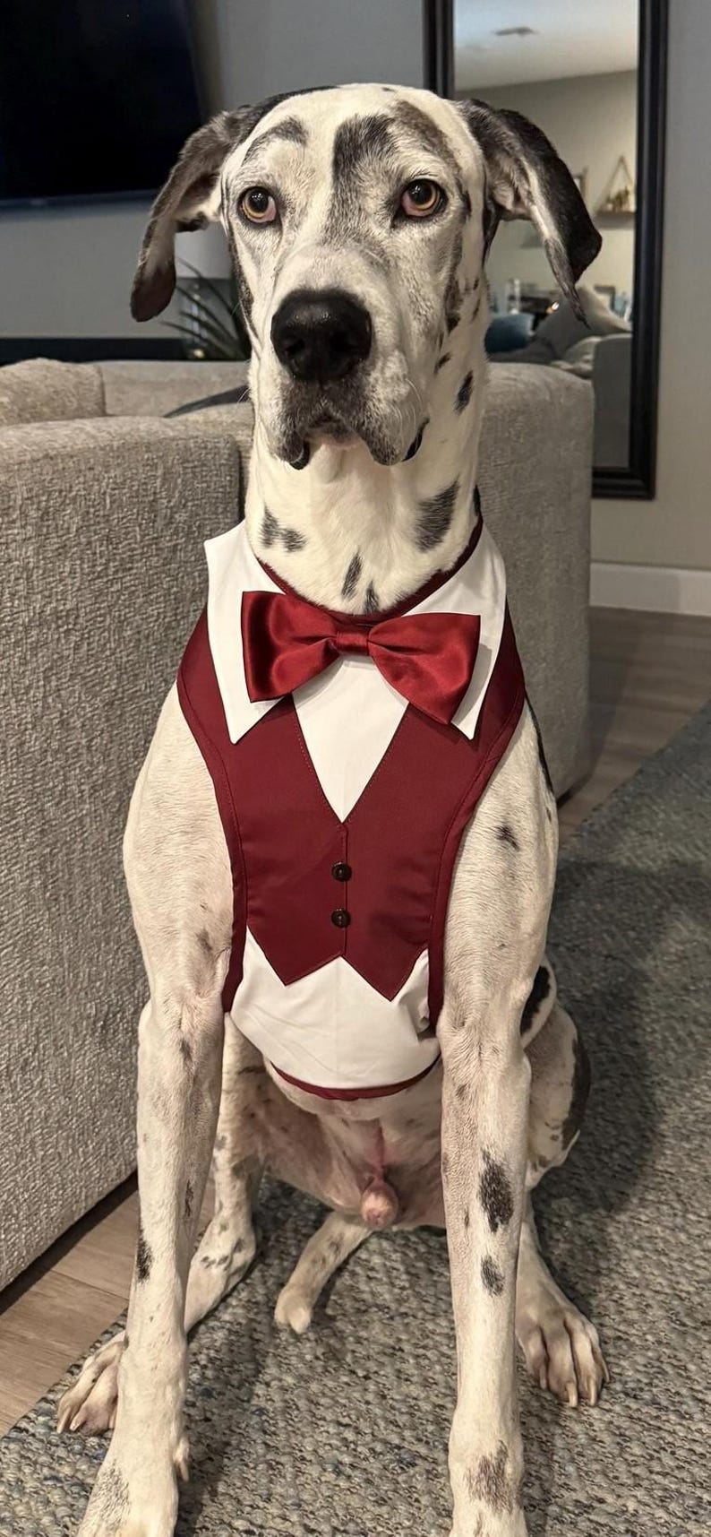 Może przedstawiać: Dog niemiecki w formalnej bordowej kamizelce z pasującą muszką. Pies ma biało-czarne cętkowane umaszczenie i siedzi na szarej macie. Kamizelka ma biały kołnierz.