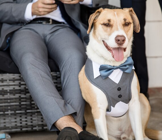 Harness with bow tie cheap