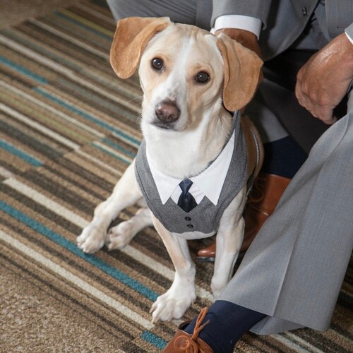 wedding dog harness, custom fit dog harness, tuxedo harness, dog tuxedo & tie, dog tie, dog harness, dog wedding attire, ring bearer harness