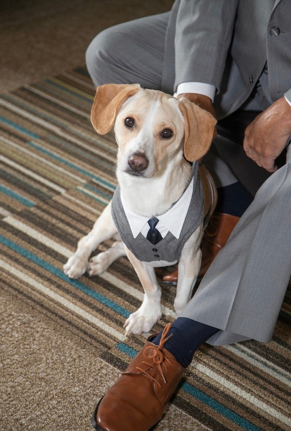 Collier de cravate pour chien,gentleman ajustable Look avec rouge