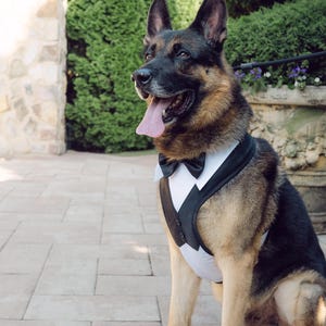 Dog Wedding Tuxedo Harness with Bow Tie