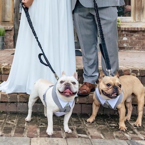Gray Wedding Dog Tuxedo: Formal Outfit with Bow Tie