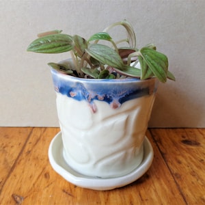 May include: A small potted plant with green and pink leaves sits in a white ceramic pot with a blue and brown rim. The pot has a textured leaf pattern and sits on a matching saucer. The plant is on a wooden surface.