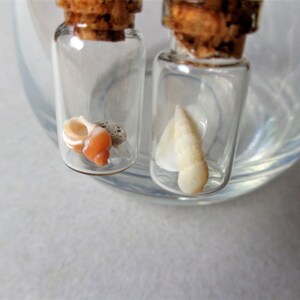 Pendientes de terrario Beach in the bottle: plata de ley, conchas marinas australianas imagen 11