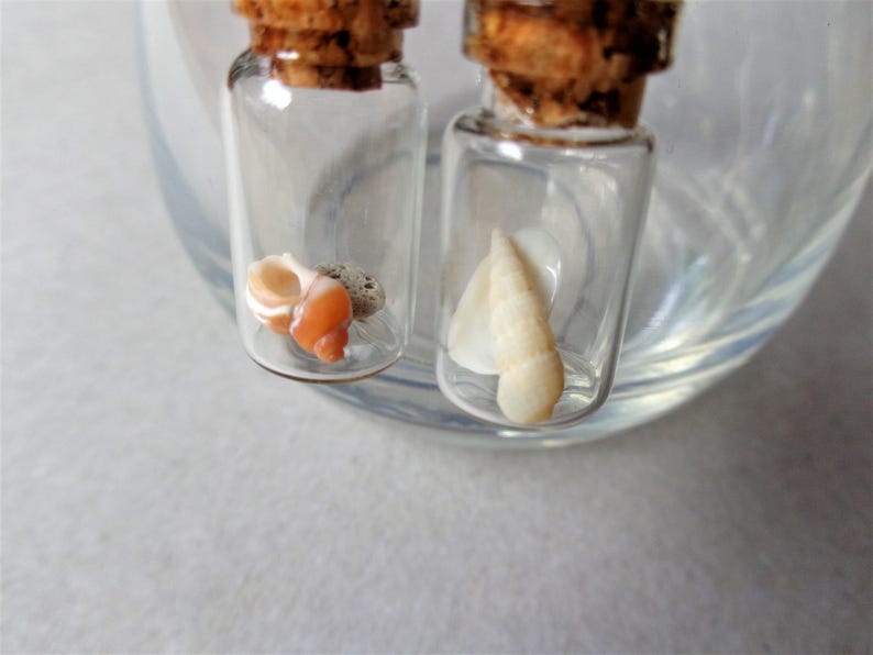 Pendientes de terrario Beach in the bottle: plata de ley, conchas marinas australianas imagen 11