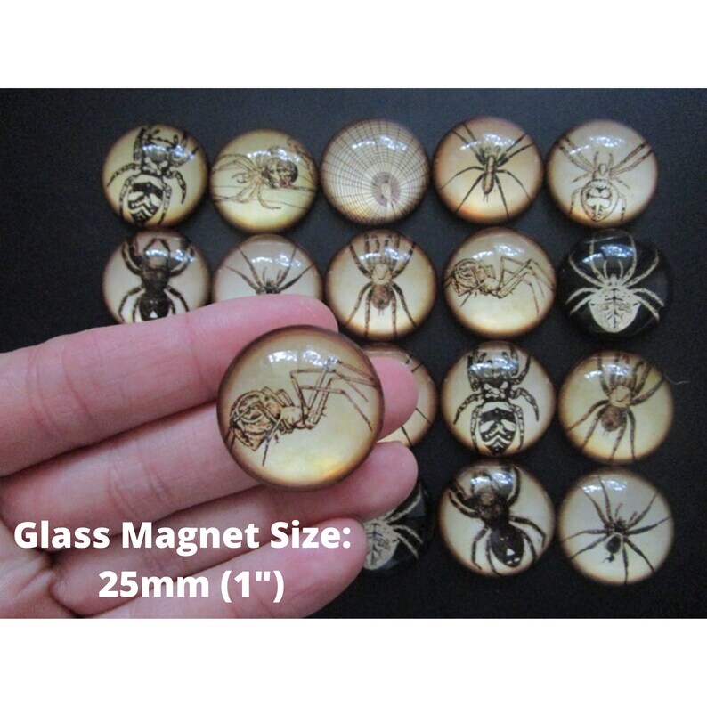 Spider 6 to 12 Strong Fridge 1 Round Etsy