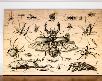 11 Highly Detailed Insect Collection SVG Digital Files for Laser Engraving w/ Glowforge