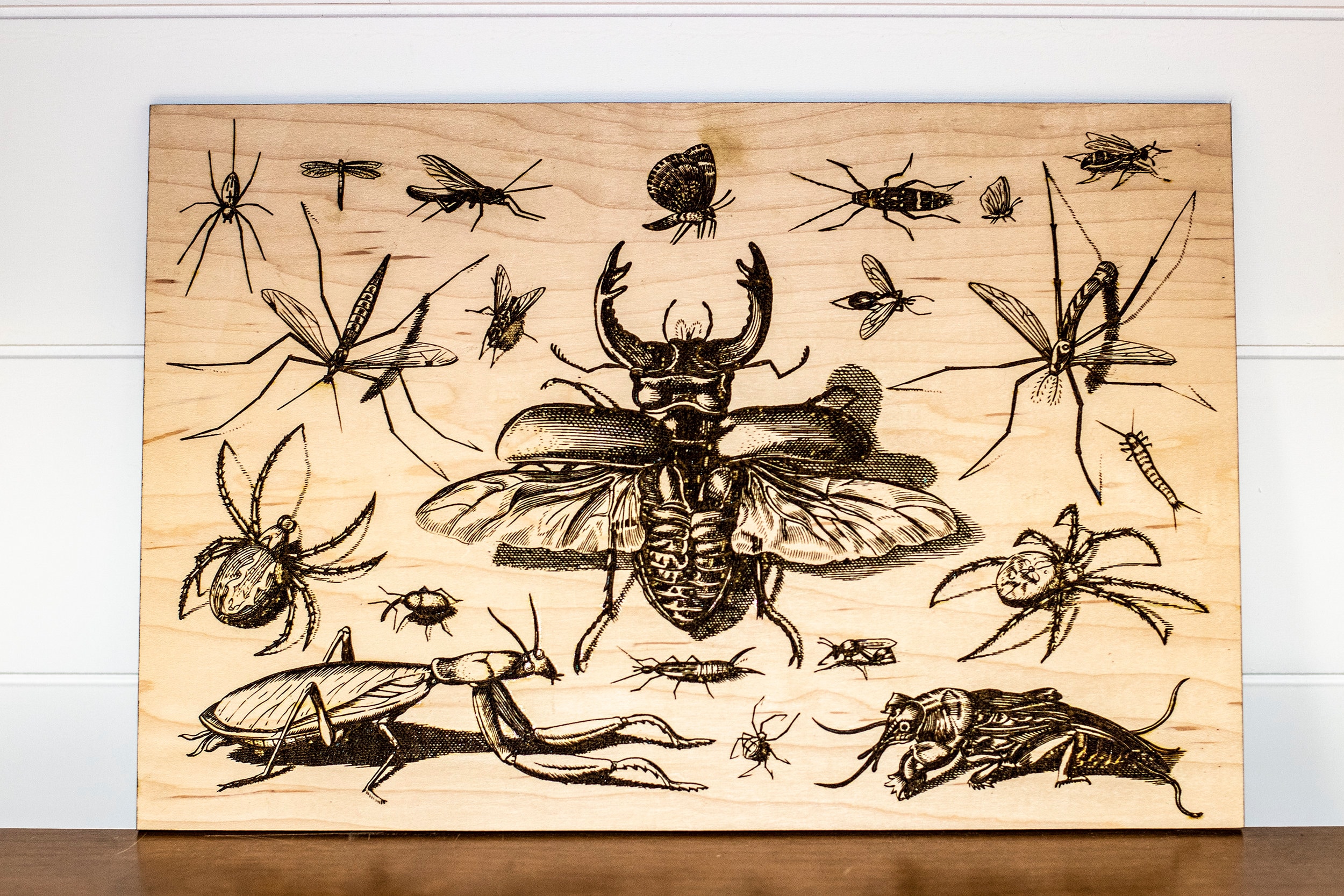 11 Highly Detailed Insect Collection SVG Digital Files for Laser ...