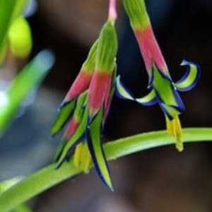 Queen&#39;s Tears, Friendship Plant 4inch