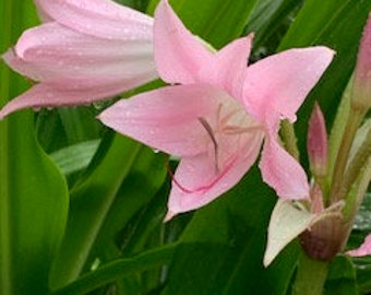 Pink Crinum Lily Bulb