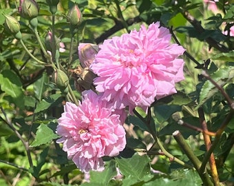 Pink Fairy Rose, Polyanthus rose in 4 inch pot