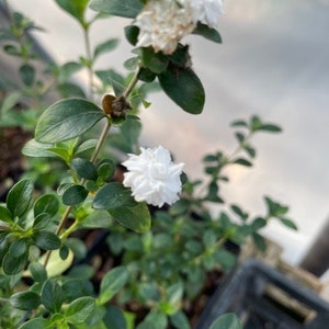 May include: A close-up of a white flowering plant with green leaves. The plant is in a pot and the flowers are in bloom.