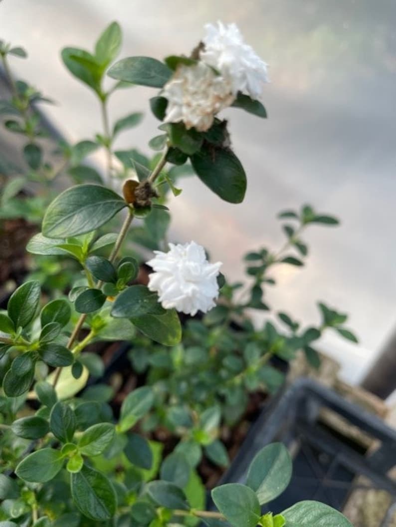 Serissa foetida double white , Snow rose, snow bush, tree of a thousand stars plant image 1