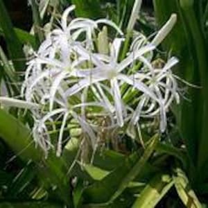 Crinum Lily Bulbs