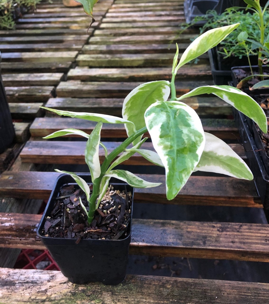 棘.PLANTS il_1080xN.2476681986_o84t.jpg