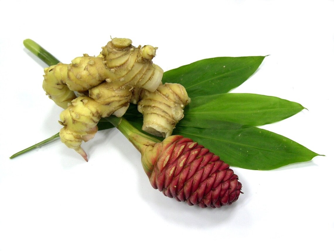 Pinecone Ginger/awapuhi/shampoo Ginger Bulb Etsy