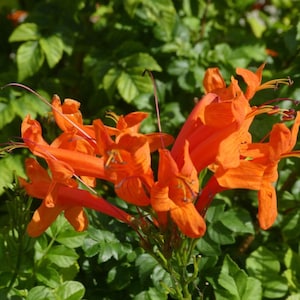 Cape Honeysuckle plant in 4 inch pot