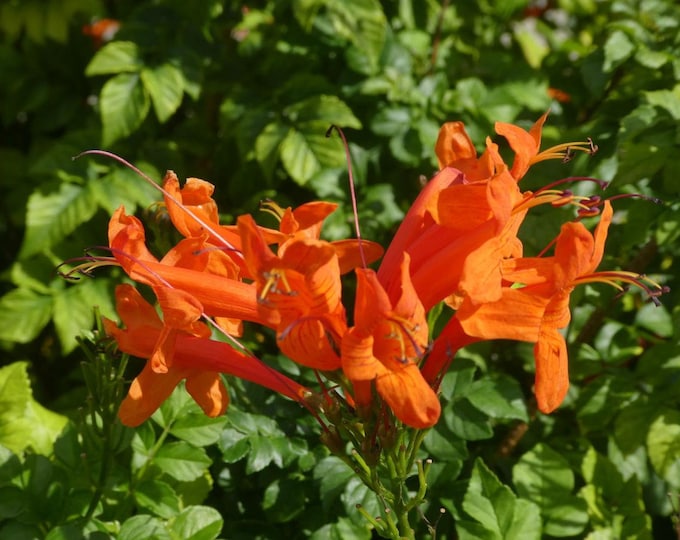 Cape Honeysuckle (Tecomaria capensis): Uses, Care Guide