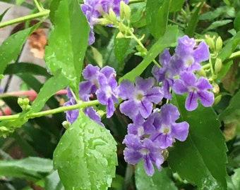 Golden Dewdrop Duranta erecta live plant purple