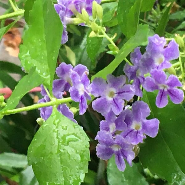 Golden Dewdrop Duranta erecta live plant purple
