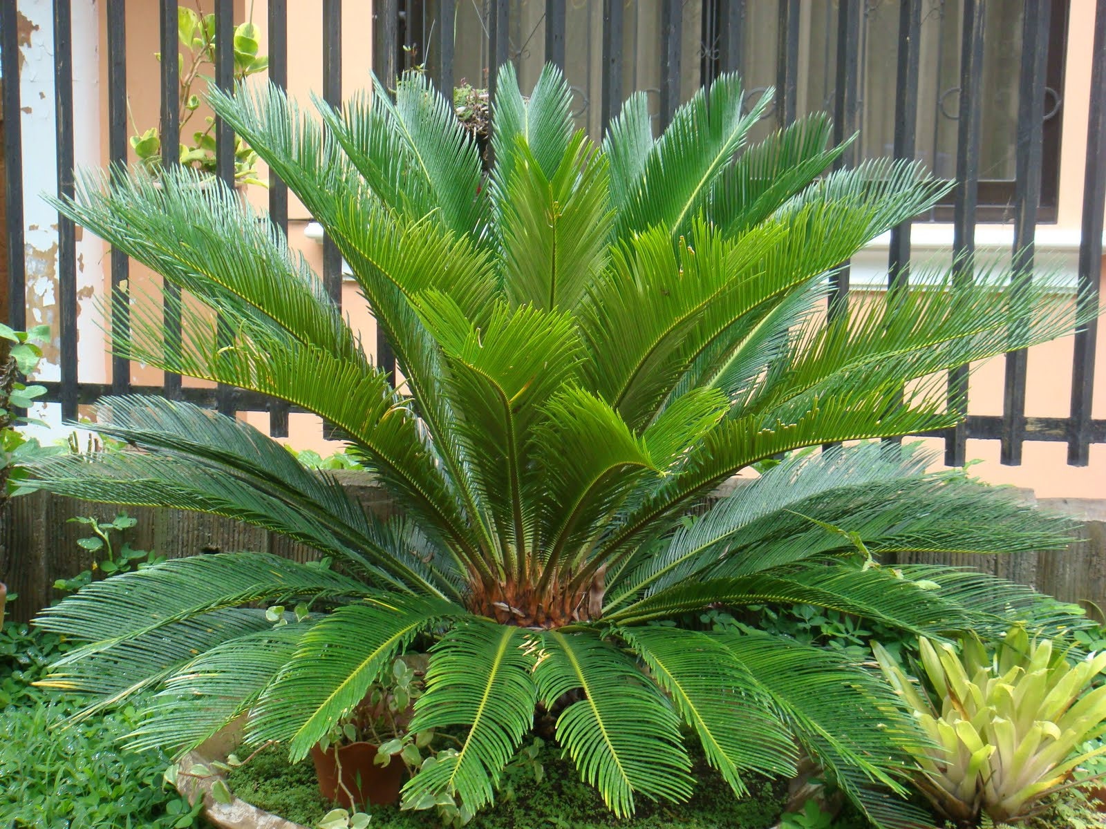 Sago Palm 5 Seed Etsy