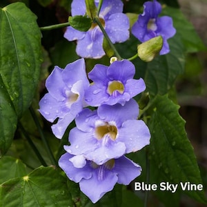 Blue Sky Vine Thunbergia grandiflora Live Plant