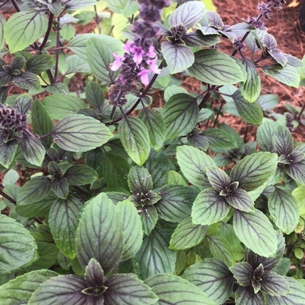 African Blue Basil Plant Starter