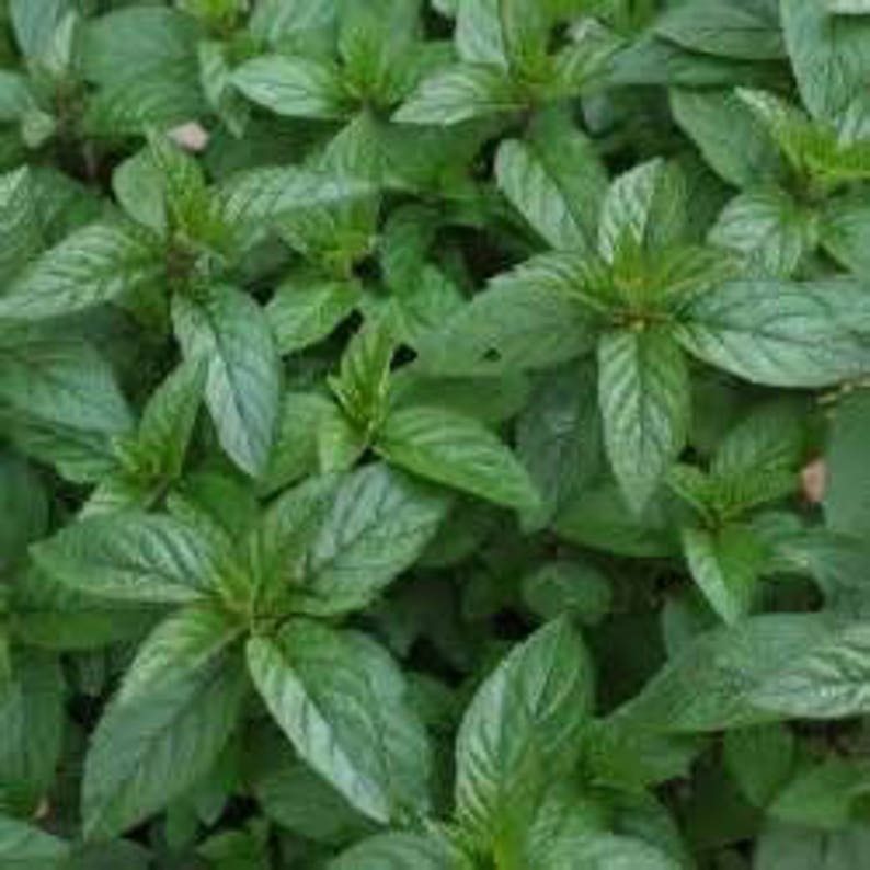 Black Peppermint 4 Plant