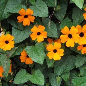 May include: A vibrant image of Black-Eyed Susan vines, showcasing bright orange flowers with dark centers. The flowers are surrounded by lush green leaves, creating a striking contrast. The image captures the natural beauty of the flowering vine.