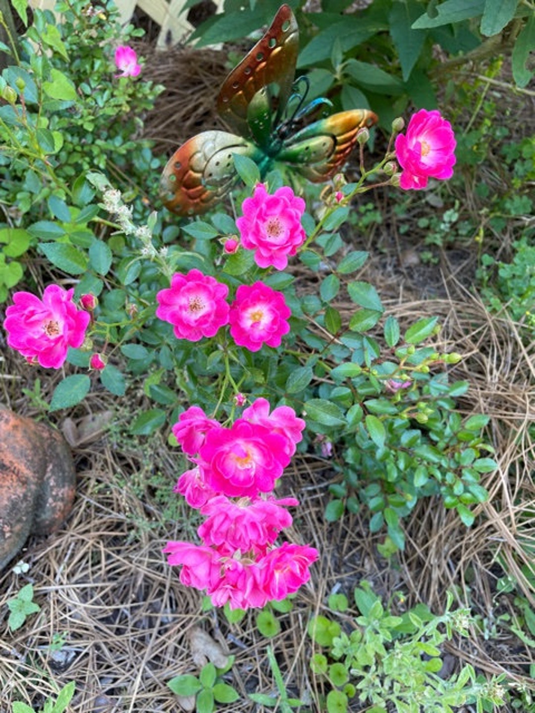 Pink Cascading Roses Pink Climbing Miniature Rose Cascade Rose - Etsy