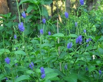 Purple Porterweed Plant