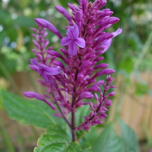 Purple Firespike Odontonema callistachyum Live Plant image 1