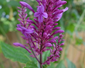 Purple Firespike Odontonema callistachyum Live Plant