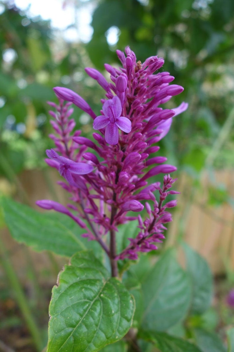 Purple Firespike Odontonema callistachyum Live Plant image 1