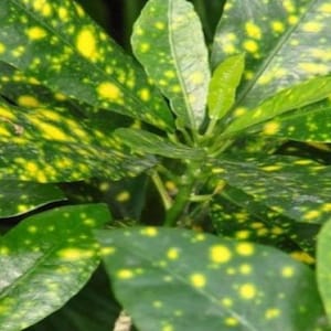 Croton Gold Dust 4&quot;plant