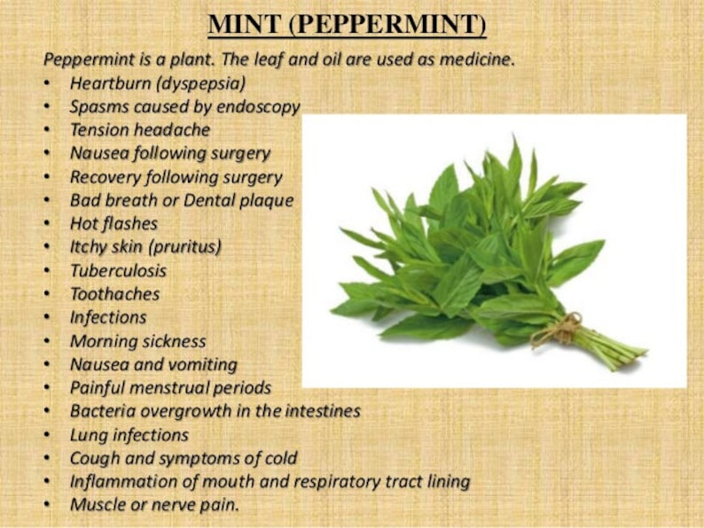 Black Peppermint 4 Plant