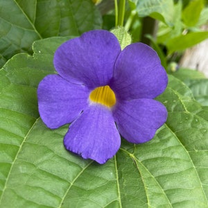 May include: A single purple flower with a yellow center, blooming against a backdrop of green leaves.