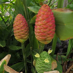 Pinecone Ginger/Awapuhi/Shampoo Ginger Live Plant