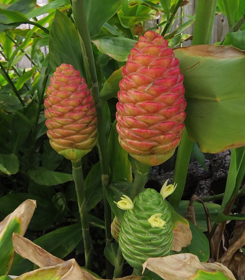 Pinecone Ginger/Awapuhi/Shampoo Ginger Live Plant 