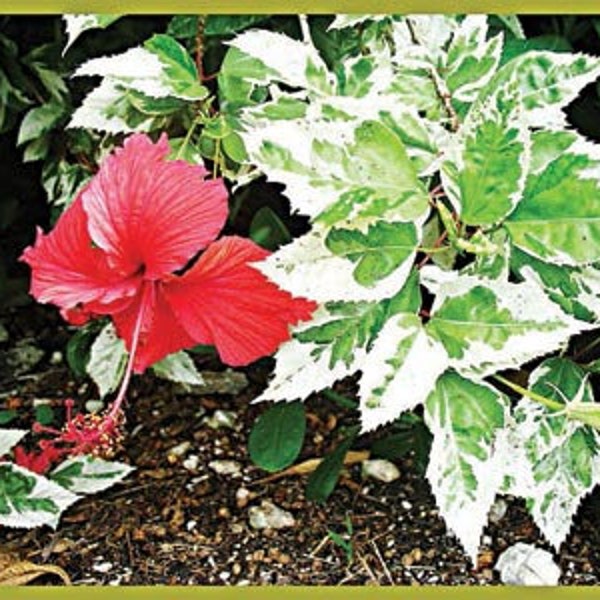 Snow Queen/Variegated Hibiscus Start