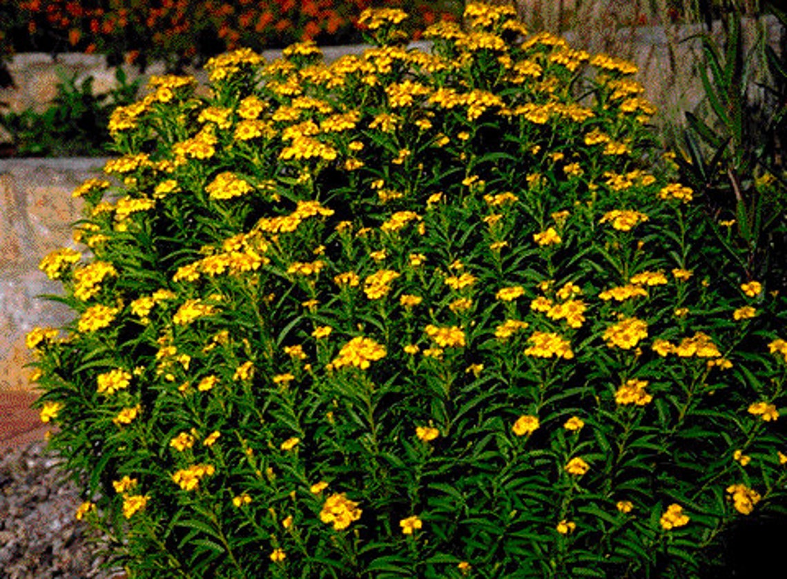 Mexican mint marigold Mexican tarragon Spanish tarragon Etsy