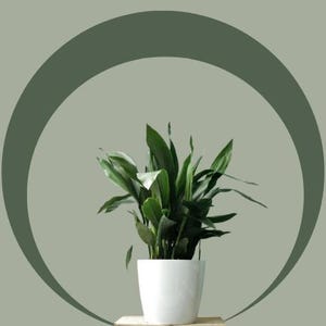 Cast Iron Live Plant Starter in 4 inch pot