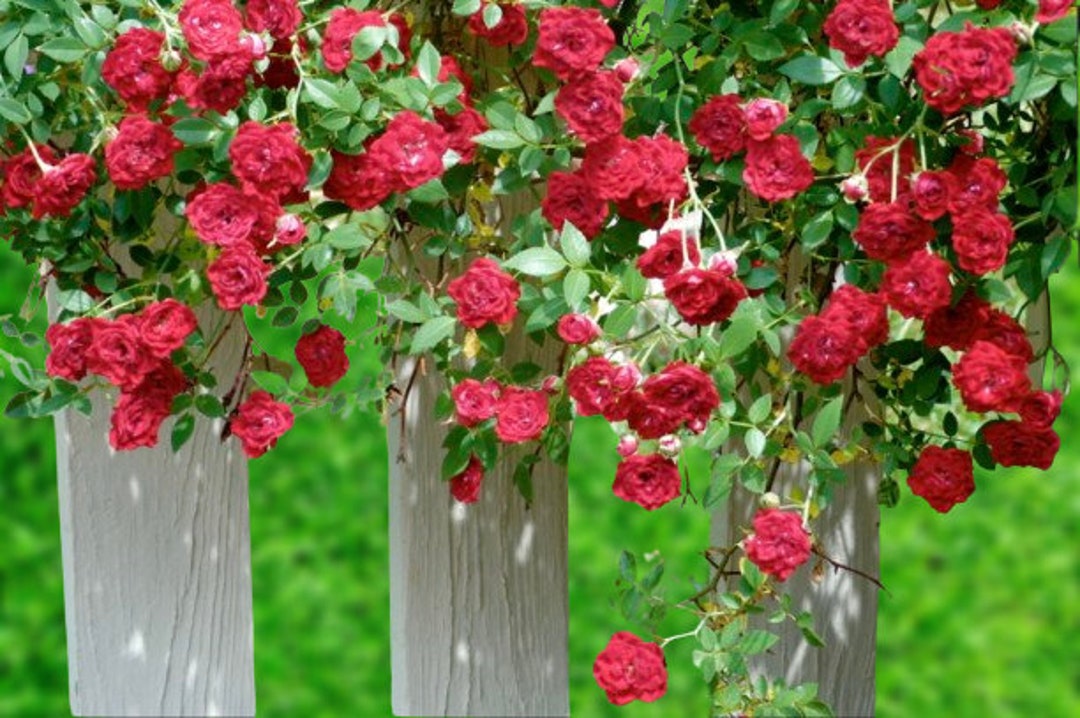 Red Cascade Rose - Etsy