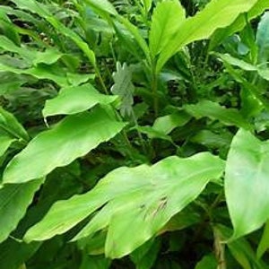 May include: A close-up of a green leafy plant with large, elongated leaves. The plant is growing in a garden setting.