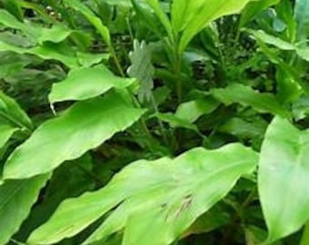 Cardamom Plant/Rhizomes