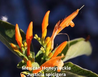 Mexican honeysuckle plant in 4 inch pot