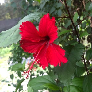 Purple Leafed Hibiscus