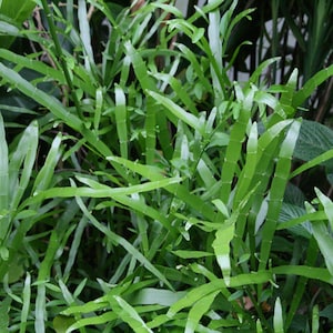 May include: A close-up of a green fern with long, thin leaves. The fern is growing in a lush, tropical environment.