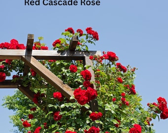 Red Cascade Rose LIVE PLANT